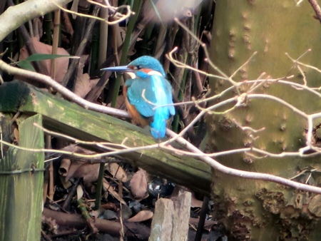 Eisvogel