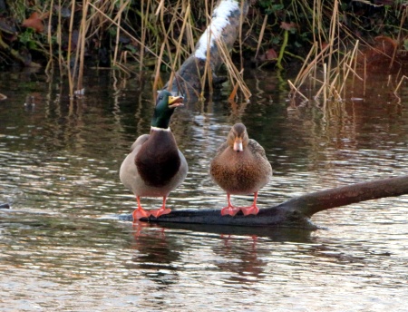 Stockenten