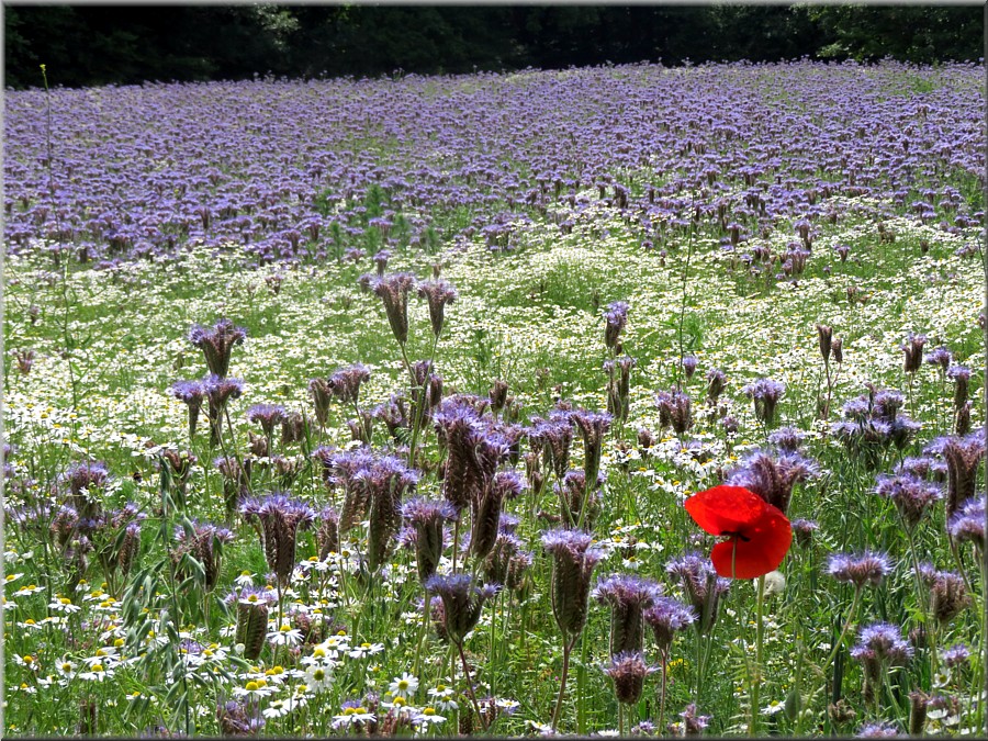 Bienenweide