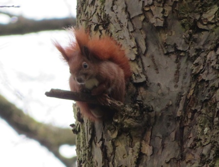 Eichhörnchen