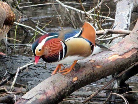 Mandarinente