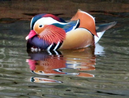 Mandarinente