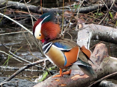 Mandarinente