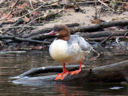 Gänsesäger