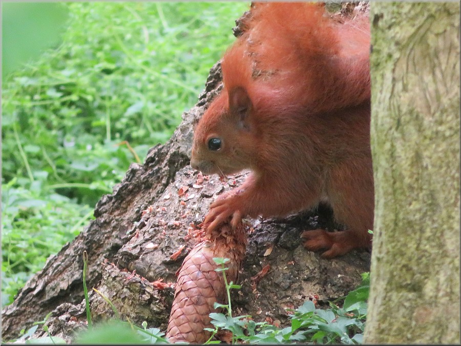 Eichhörnchen