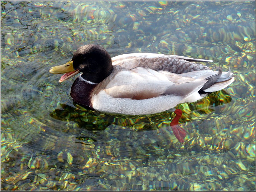 Hybridente