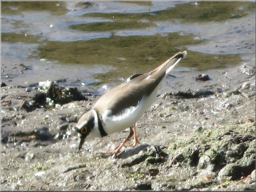 Flussregenpfeifer