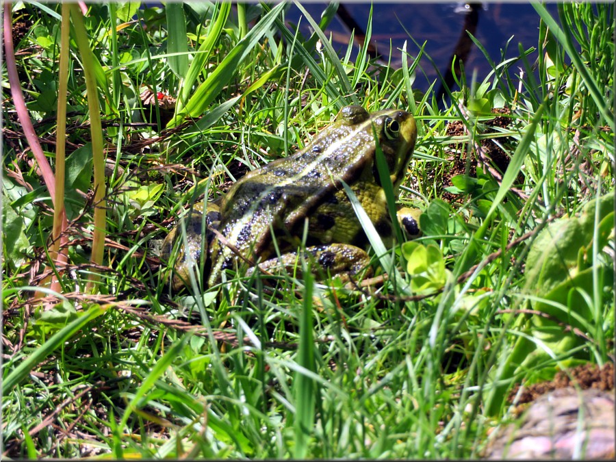 Teichfrosch