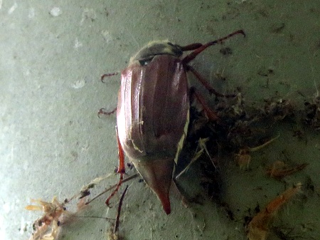 Maikäfer