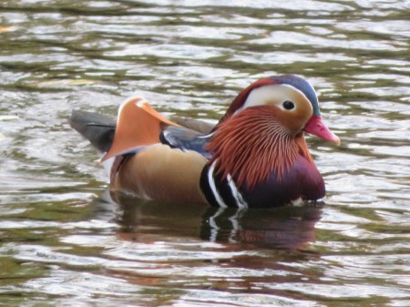 Mandarinente