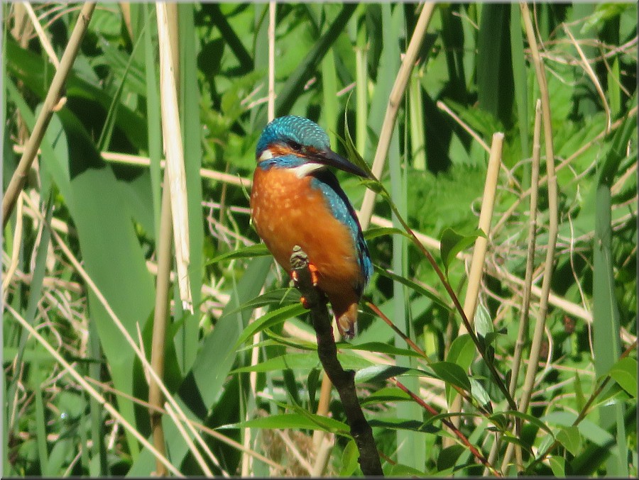 Eisvogel