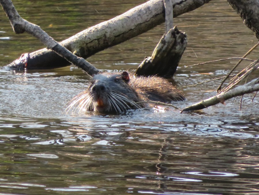 Nutria