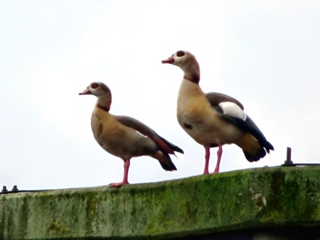 Nilgänse