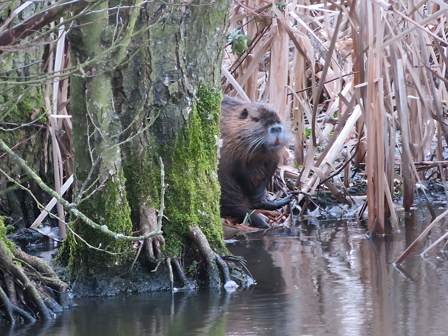 Nutria