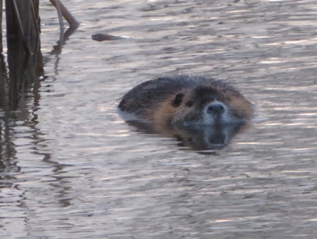 Nutria
