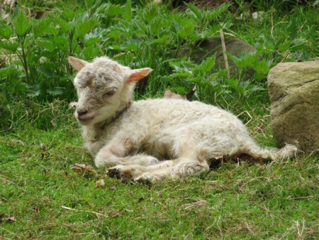 Ouessantschaf