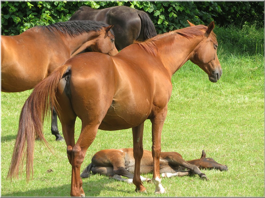 Trakehner