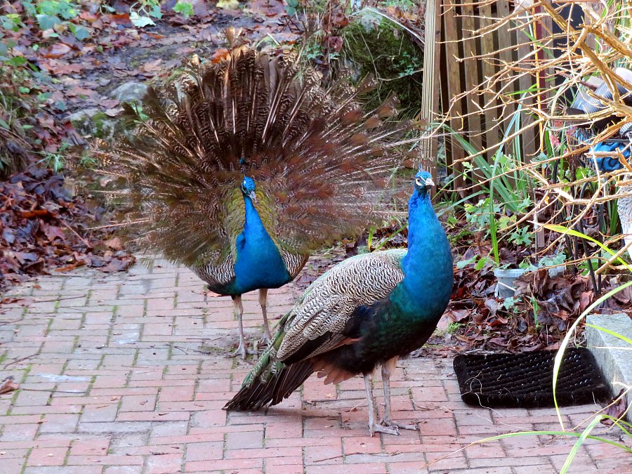 Pfau