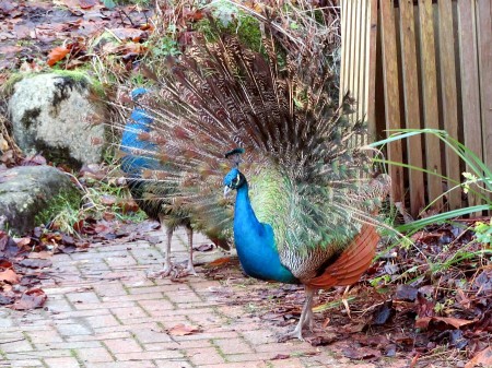 Pfau