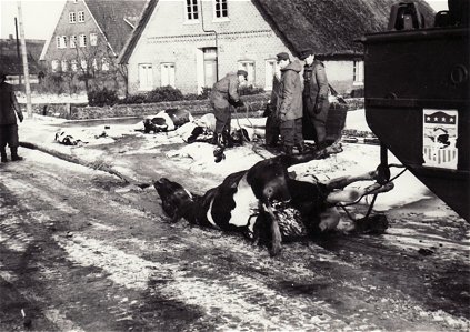 Transport der toten K&uuml;he