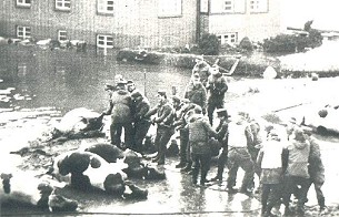 Tierkadaver werden beseitigt