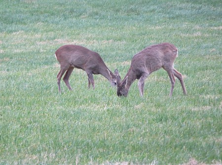 Rehe
