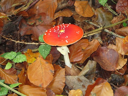 Fliegenpilz