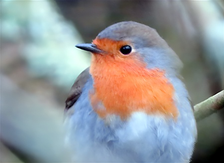 Rotkehlchen