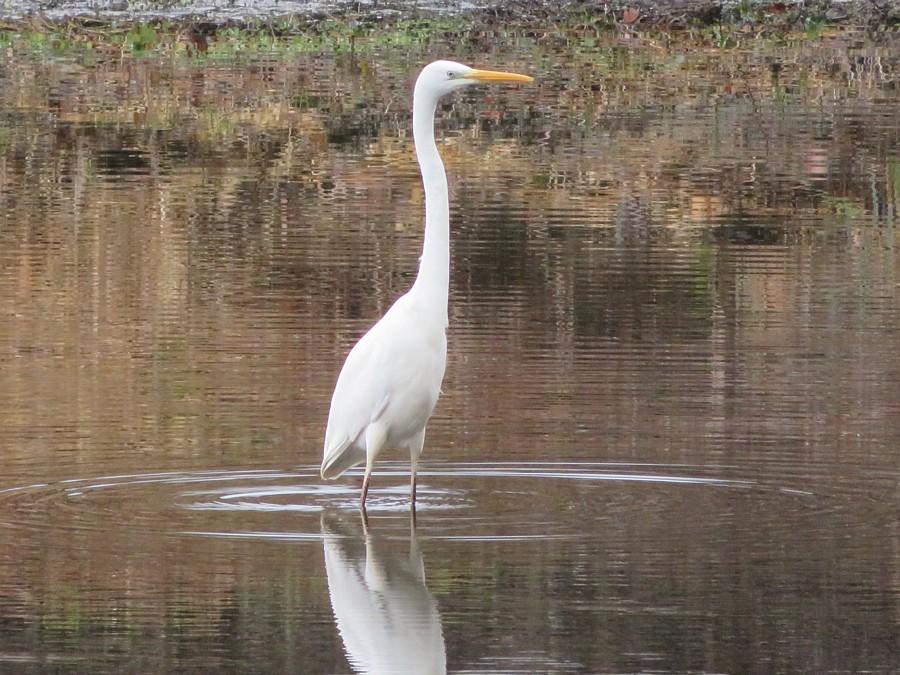Silberreiher