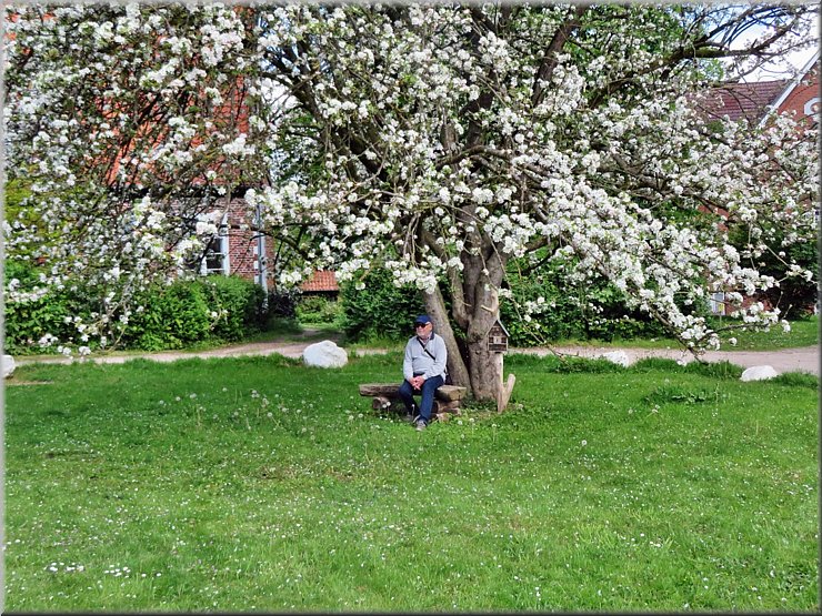 Apfelbl&uuml;te