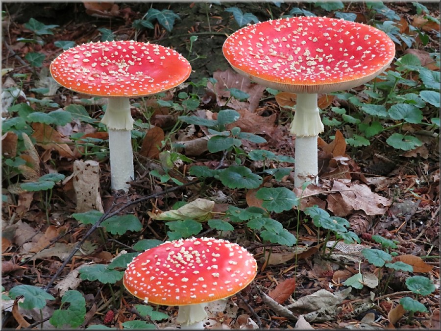 Fliegenpilze