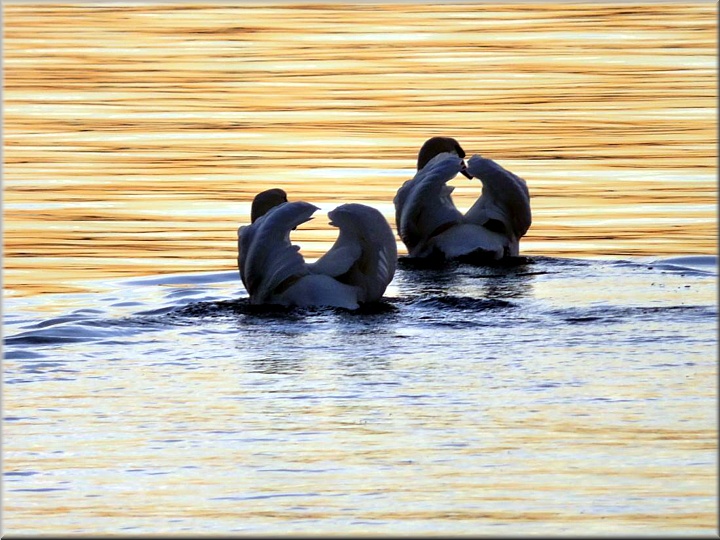 Herzliche Schw&auml;ne