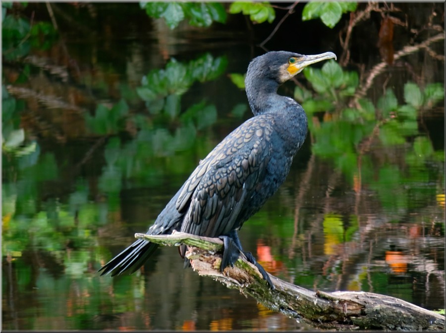 Kormoran