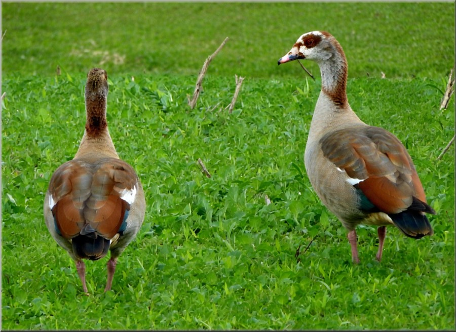 Nilgänse