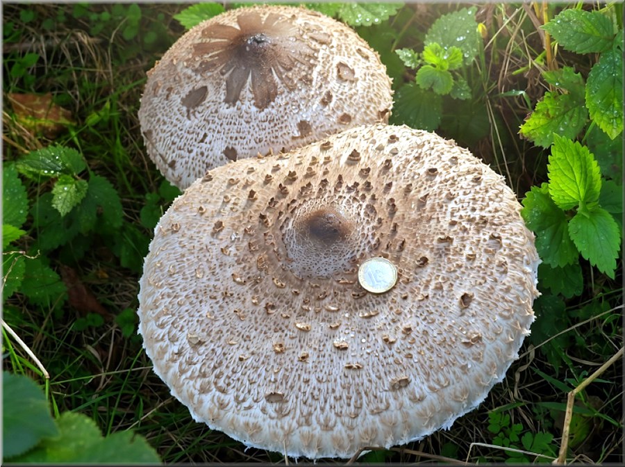 Pilze