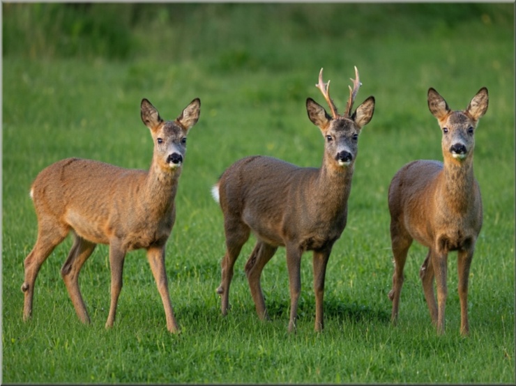 Rehe