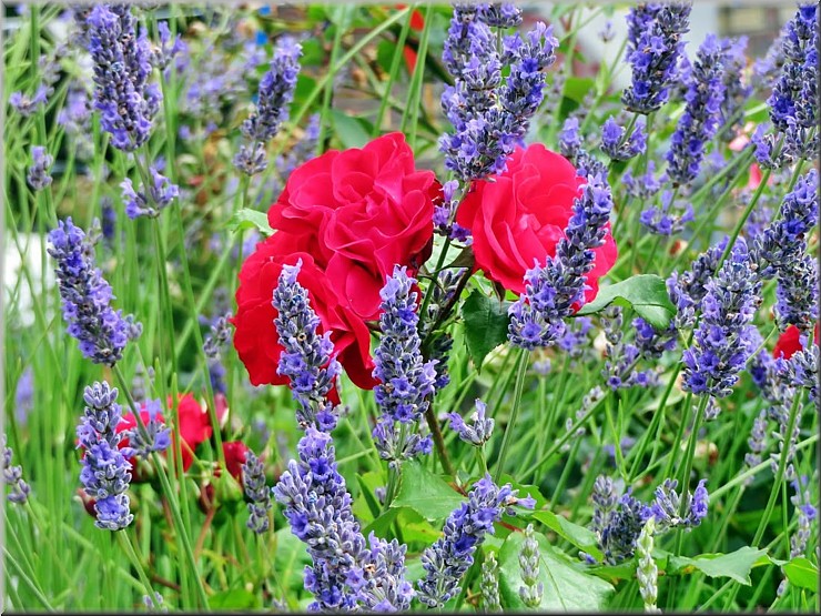 Sommer